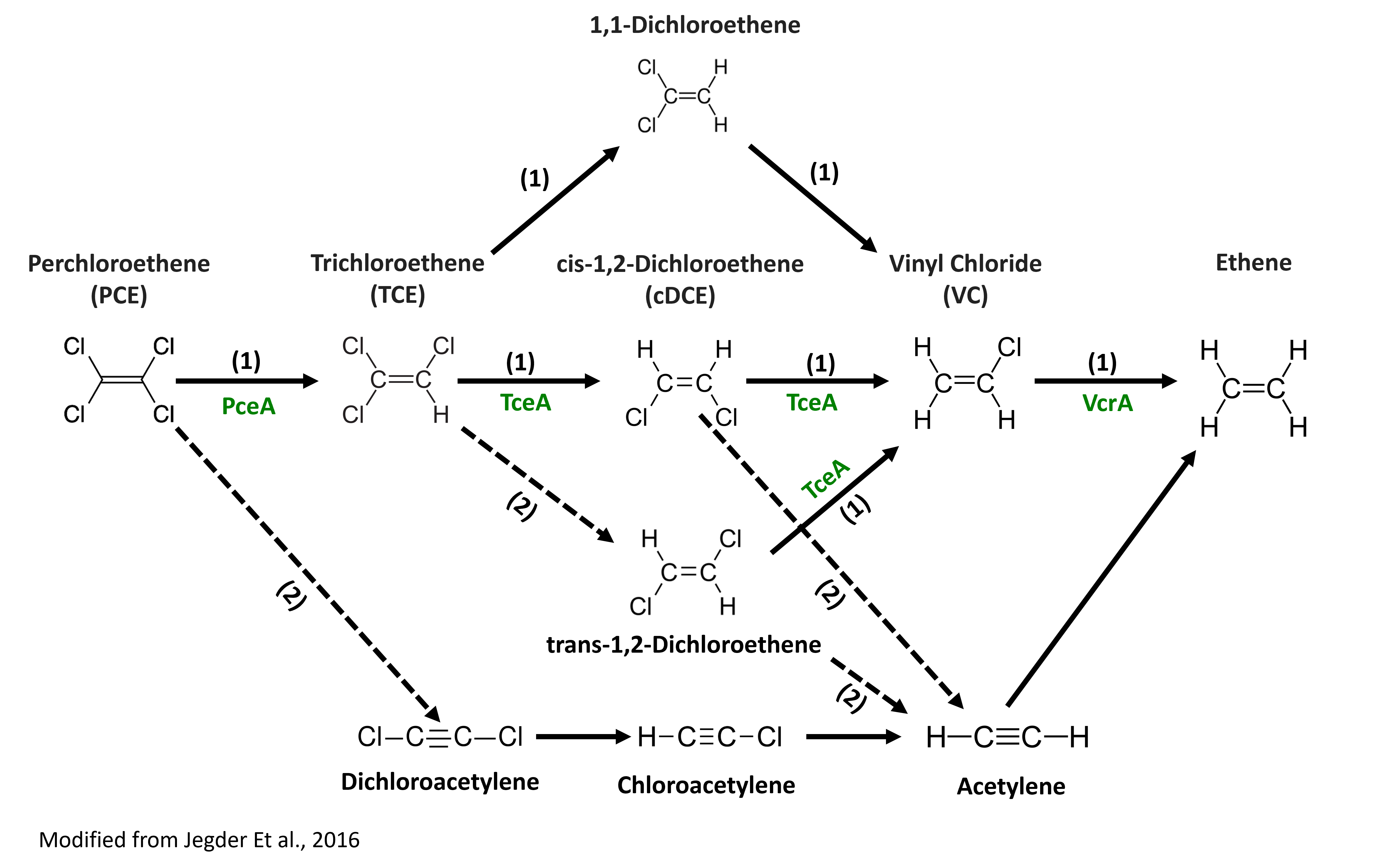 chlorinated ethene pathways
